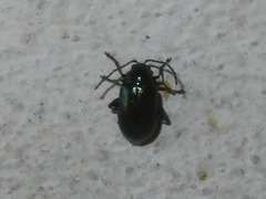 Altica lythri