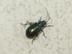 Altica lythri