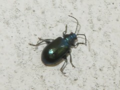 Altica lythri