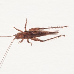 Aphonoides