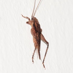 Aphonoides