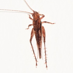 Aphonoides