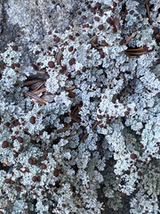 Stereocaulon dactylophyllum