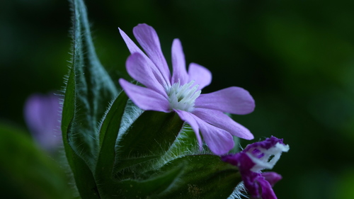 Red catchfly (Silene dioica)