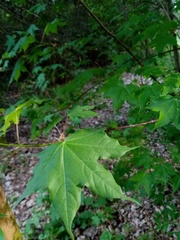 Acer cappadocicum