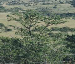 Vachellia karroo