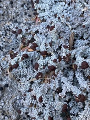 Stereocaulon dactylophyllum