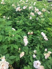 Rosa