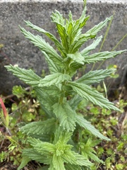 Bellardia viscosa