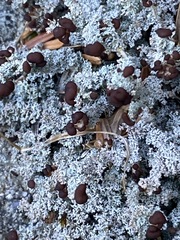 Stereocaulon dactylophyllum