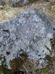 Stereocaulon dactylophyllum