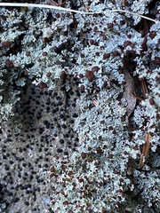 Stereocaulon dactylophyllum