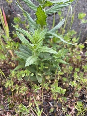 Bellardia viscosa