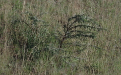 Vachellia karroo