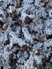 Stereocaulon dactylophyllum