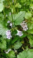 Glechoma hederacea