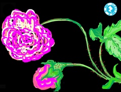 Rosa