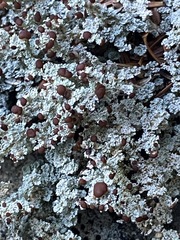 Stereocaulon dactylophyllum