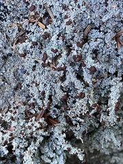 Stereocaulon dactylophyllum