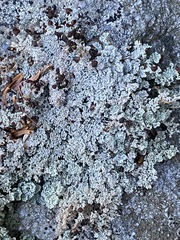 Stereocaulon dactylophyllum