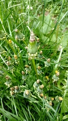 Taraxacum officinale