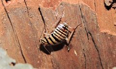 Melanozosteria triangulata