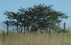 Vachellia karroo