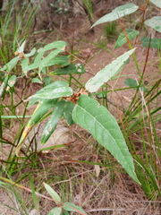 Lasiopetalum macrophyllum