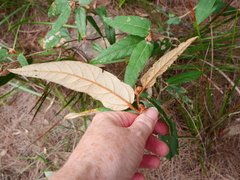 Lasiopetalum macrophyllum