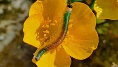 Strongylogaster mixta