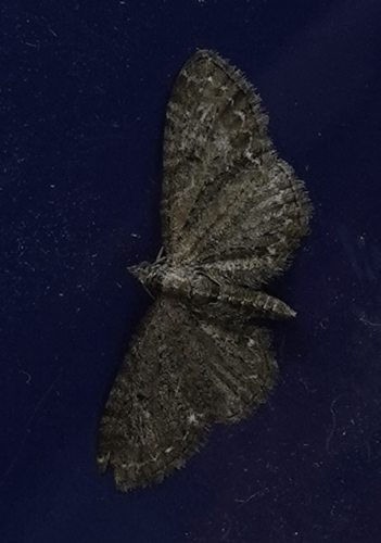 Common Pug, Amsterdam, Oude Haagseweg, photo 10 of 10