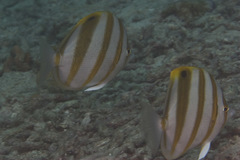 Parachaetodon ocellatus