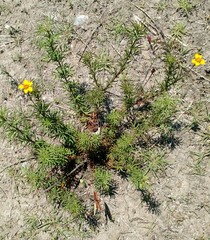 Dyssodia tagetiflora