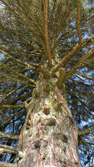 Sequoiadendron giganteum