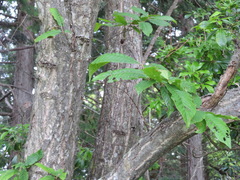 Castanea crenata