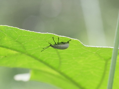 Myllocerina