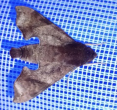 Temnora marginata