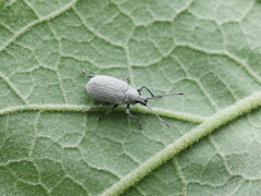 Myllocerina