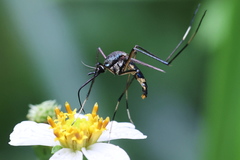 Toxorhynchites splendens