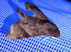 Temnora marginata