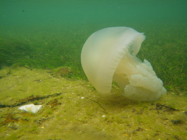 Blue Blubber Jellyfish (Sydney Sea Life) · INaturalist