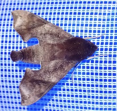 Temnora marginata