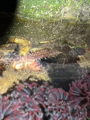 Apostichopus californicus