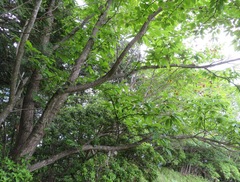 Castanea crenata