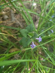 Glechoma hederacea