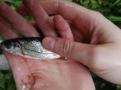 Alburnoides bipunctatus