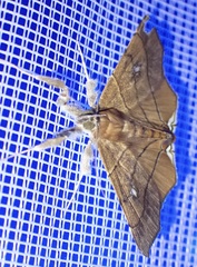 Gracilodes nysa