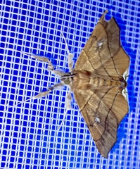 Gracilodes nysa