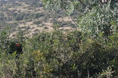 Cussonia spicata