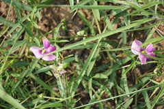 Sphenostylis angustifolia